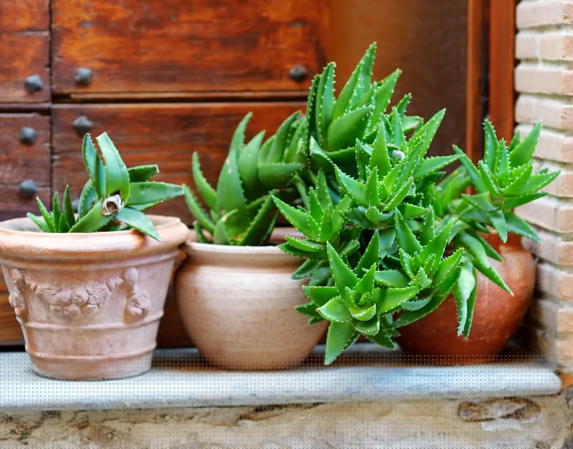 কোন সময় অ্যালোভেরা রস খাওয়া উচিত? দিনের যে কোনও সময়ে খেতে পারেন। তবে পরিমাণটা যেন কম হয়। ৫০ মিলিলিটার অ্যালোভেরা রস এক গ্লাস জলে মেশাবেন।