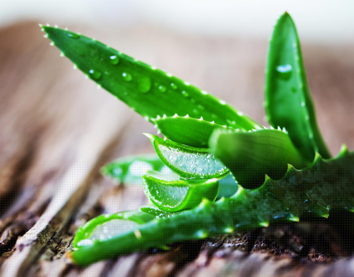ডায়েটে অ্যালোভেরা রস রাখুন। পাশাপাশি অবশ্যই অন্যান্য পুষ্টিগুলোর উপরেও নজর রাখুন। কারণ ওজন কমানোর জন্য স্বাস্থ্যকর ডায়েট অপরিহার্য।