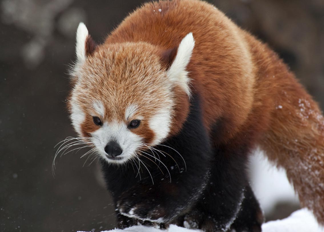 রেড পান্ডা: পূর্ব হিমালয় এবং দক্ষিণ-পশ্চিম চিন— এই সীমানাতেই সীমাবদ্ধ এদের অস্তিত্ব। জেনাস এলুরাসের একমাত্র জীবিত প্রজাতি রেড পান্ডা।