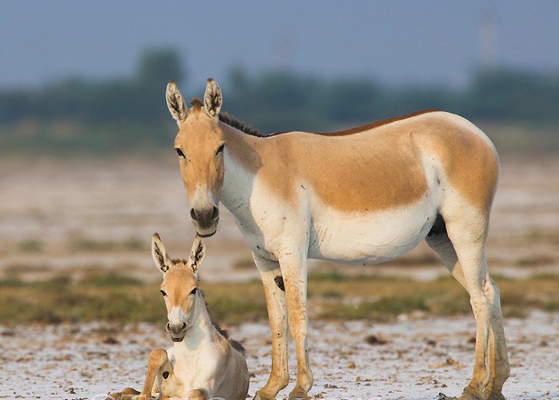 ওয়াইল্ড অ্যাস: গুজরাতের ওয়াইল্ড অ্যাস অভয়ারণ্যতেই একমাত্র দেখা মেলে এদের।
