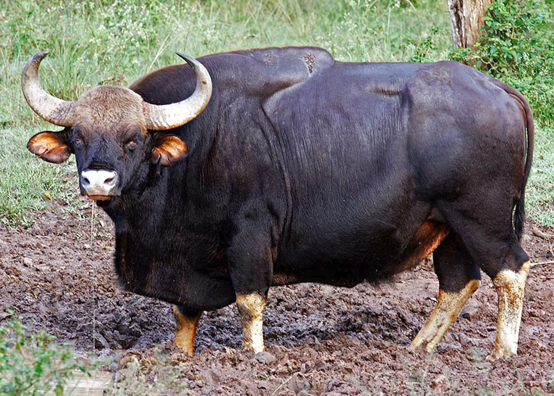 ভারতীয় বাইসন: কর্নাটকের বান্দিপুর এবং নাগারহোল ন্যাশনাল পার্ক, অসমের কাজিরাঙা এবং মানস ন্যাশনাল পার্কে সংরক্ষণ করে রাখা হয়েছে এই প্রজাতির।