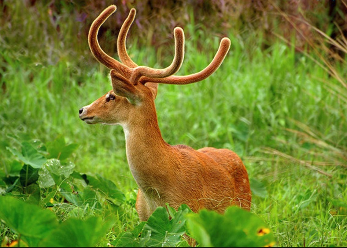 সাংহাই হরিণ: মণিপুরের জাতীয় প্রাণী। প্রায় বিলুপ্তির পথে এই প্রাণীটি অর্থাৎ সংখ্যায় অত্যন্ত কম। মণিপুরের লোকটাক হ্রদের দক্ষিণে কেইবুল লামজাও ন্যাশনাল পার্কে এদের দেখা মেলে।