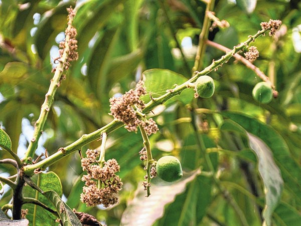 West Bengal News: Mango farmers worry due to weather