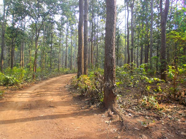 Trip to Saranda forest