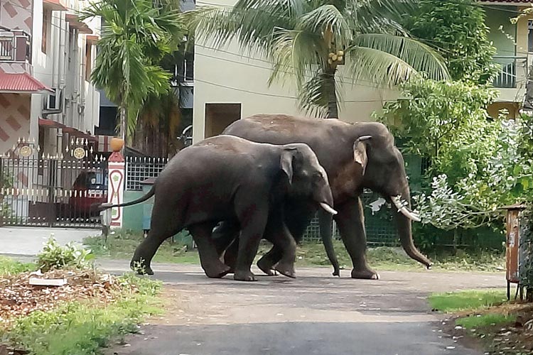 Two wild elephant comes out from forest and entered in Durgapur city