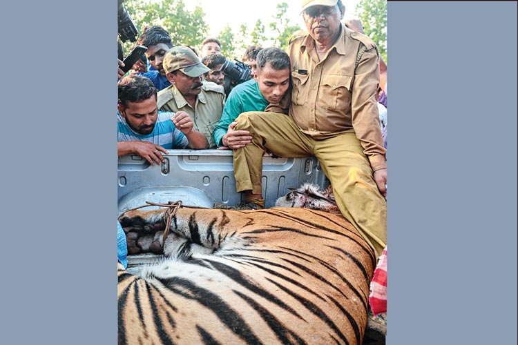 গাড়িতে করে নিয়ে যাওয়া হচ্ছে বাঘের দেহ। নিজস্ব চিত্র