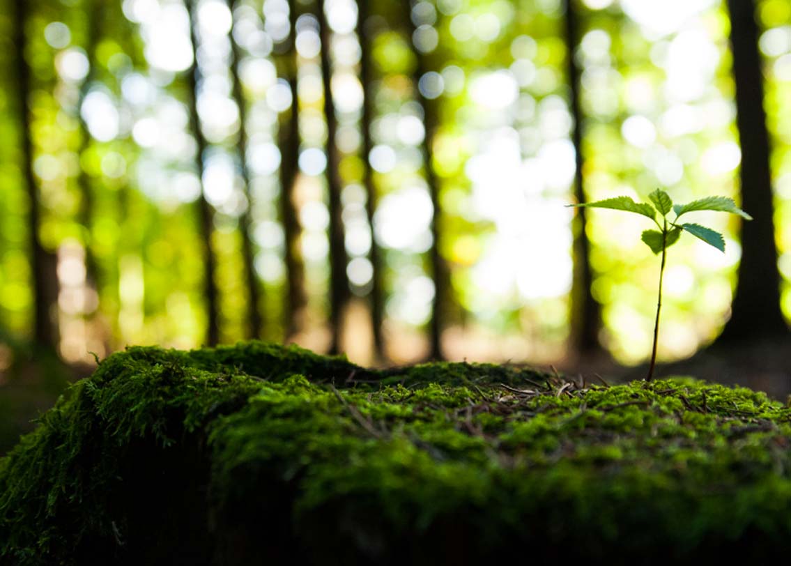 বিয়েতে শ্বশুরবাড়ি থেকে কনেকে কিছু না কিছু মূল্যবান উপহার দেওয়া হয়ে থাকে। এটাই সাধারণ রীতি। সাধারণত পোশাক বা গয়নাই দেওয়া হয়। কিন্তু মধ্যপ্রদেশের এই বিয়েটা ছিল একটু আলাদা। গ্বালিয়রের ২২ বছরের কনে প্রিয়ঙ্কা ভাদোরিয়ার চাওয়া উপহার সবাইকে চমকে দিয়েছিল। হবু শ্বশুরবাড়ি থেকে তিনি উপহার হিসাবে গাছের চারা চান। ইচ্ছাপূরণও হয়। ১০ হাজার চারাগাছ দেওয়া হয় তাঁকে। গাছগুলো বিয়ের পর স্বামীর সঙ্গে প্রিয়ঙ্কা বসিয়েছিলেন।