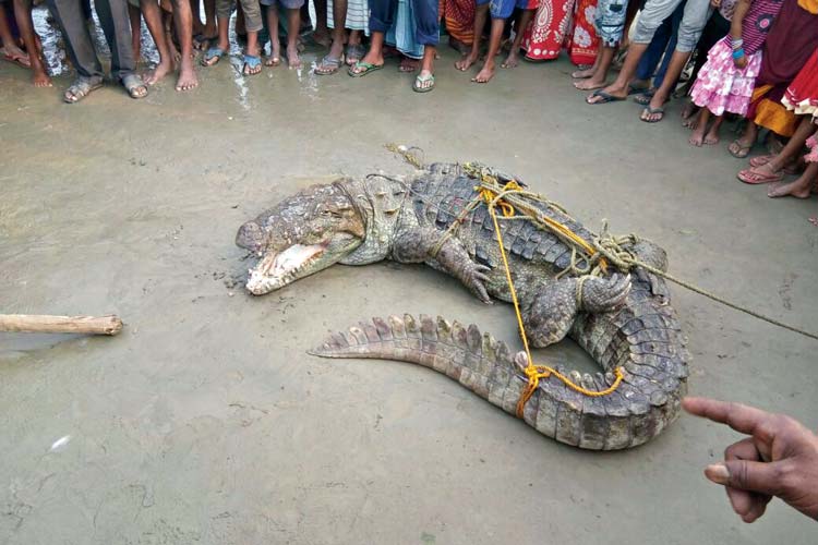Crocodile panic in Malda