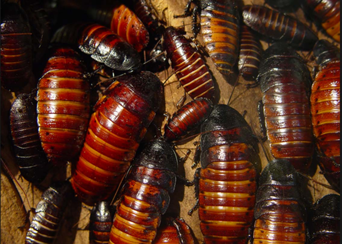 হু, ঠিকই পড়ছেন। চিনের সিচুয়াং প্রদেশের শিচ্যাঙে বিশাল এক কারখানাই রয়েছে। সেখানে বছরে গড়ে ৬০০ কোটি আরশোলা জন্ম নিচ্ছে।