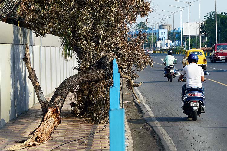 বিপদ: ফুটপাত জুড়ে পড়ে আছে ঝড়ে ভেঙে পড়া ডাল। ই এম বাইপাসে। ছবি: শৌভিক দে