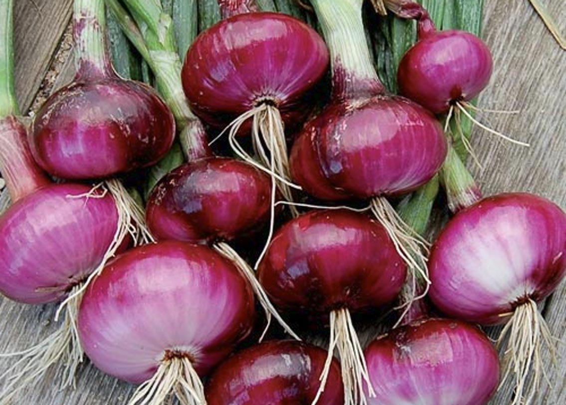 ভীষণ কষ্ট পাচ্ছেন দাঁতের ব্যথায়। ওষুধ খেয়েও রেহাই মিলছে না ব্যথা থেকে, তা হলে একবার এই পেঁয়াজ-পদ্ধতির প্রয়োগ করুন। তারপর দেখুন ম্যাজিক!