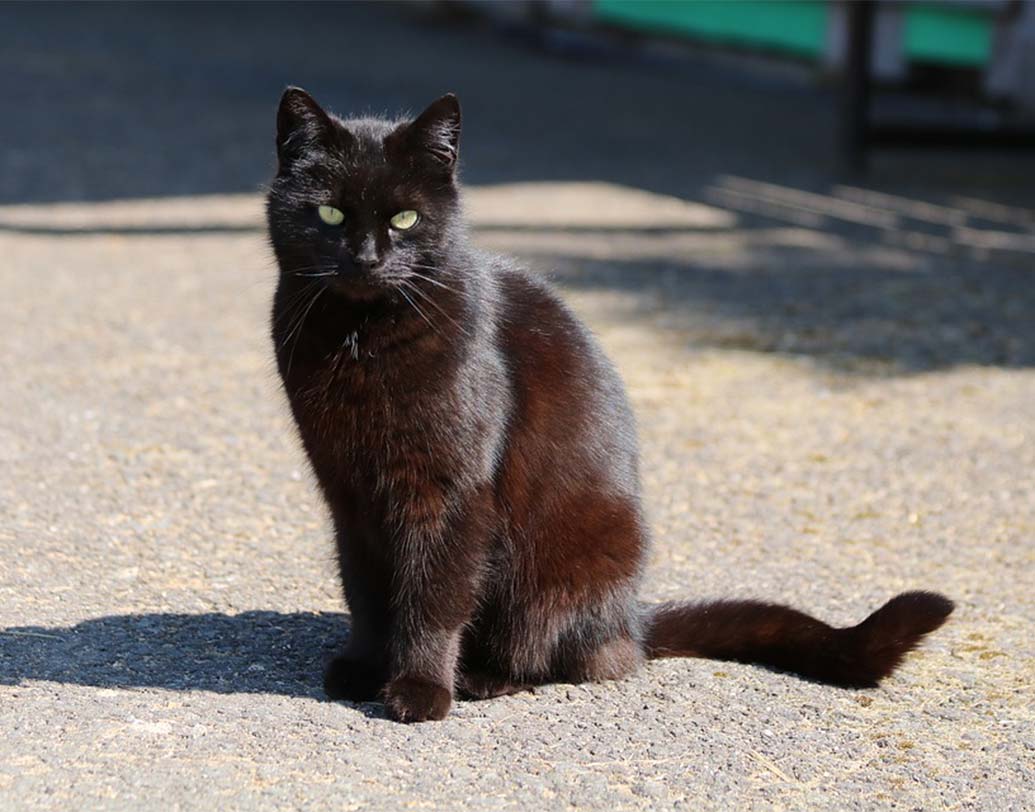 রাস্তা পার হচ্ছেন, হঠাৎ একটা কালো বেড়াল সামনে দিয়ে চলে গেল। সঙ্গে সঙ্গে ড্রাইভার গাড়ি থামিয়ে দিলেন। এমন অভিজ্ঞতা কম-বেশি আমাদের সকলেরই হয়েছে। মধ্যযুগীয় বিশ্বাস ছিল, কালো বেড়াল মৃত্যু ডেকে আনে। সেই ভয়ে বহু কালো বেড়াল মেরেও ফেলা হয়েছিল। এখনও অনেকের মতে, কালো বেড়াল রাস্তা পার হলে তা দুর্ভাগ্যকে টেনে আনবে। যদিও এ ধারনা যে ভিত্তিহীন।