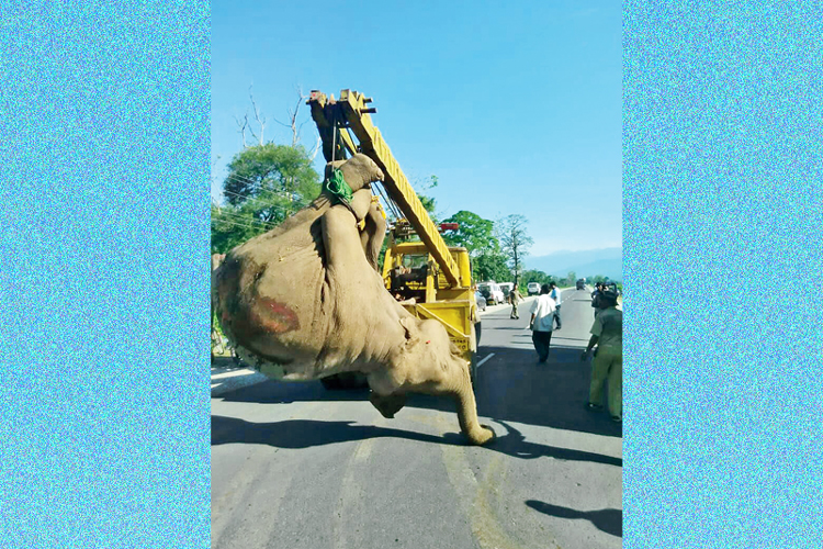 Elephant dies after being hit by Train