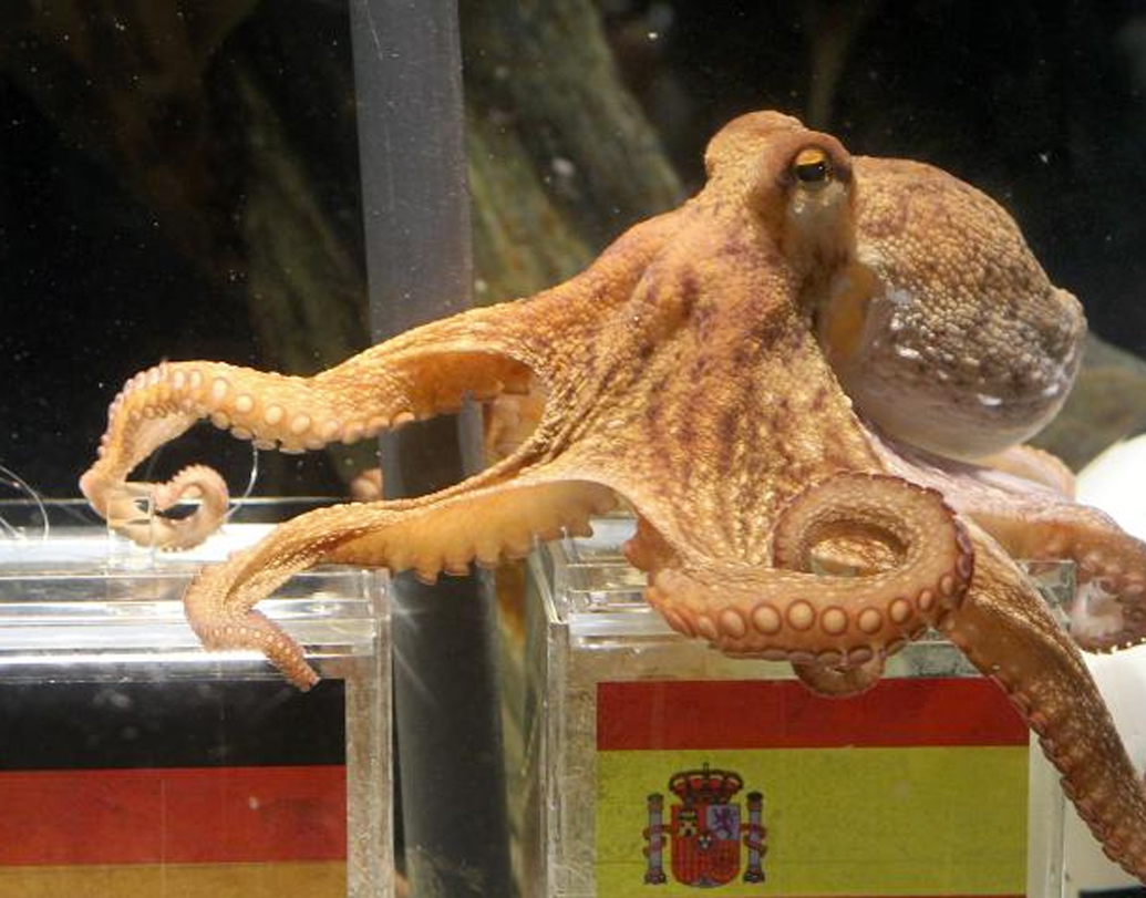 পল দ্য অক্টোপাস: ২০১০-এ ফুটবল বিশ্বকাপের সময় খবরের শিরোনামে চলে আসে পল। তার ভবিষ্যদ্বাণী বেশ কিছু ক্ষেত্রে মিলেও গিয়েছিল। বিশেষ করে জার্মানির ক্ষেত্রে। জার্মানির প্রতিটি খেলার বিষয়ে তার ভবিষ্যদ্বাণী দারুণ ভাবে মিলে গিয়েছিল। এমনকী, ফাইনালের স্পেনের পক্ষে ছিল পল। আর বিশ্বকাপ জেতে স্পেনই।