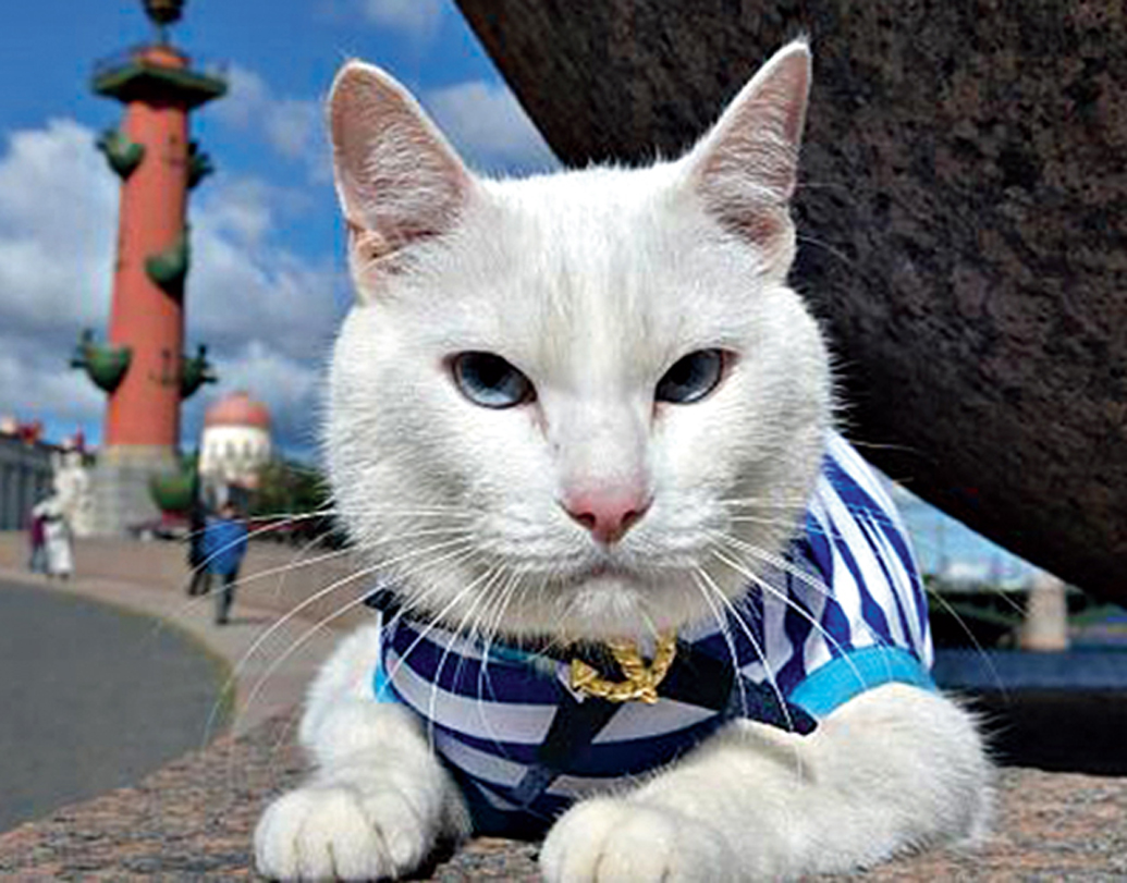 অ্যাকিলিস দ্য ক্যাট: এ বারের রাশিয়া বিশ্বকাপে সব থেকে চর্চিত নাম। অ্যাকিলিস একটি ধবধবে সাদা বিড়ালের নাম। ইতিমধ্যেই রাশিয়ার প্রথম ম্যাচে তার ভবিষ্যদ্বাণী মিলে গিয়েছে। অ্যাকিলিস বলেছিল রাশিয়া জিতবে। এর আগে টানা আট মাস একটি ম্যাচ না জিতলেও অ্যাকিলিসের কথা মিলিয়ে ম্যাচটি জিতে যায় রাশিয়া।