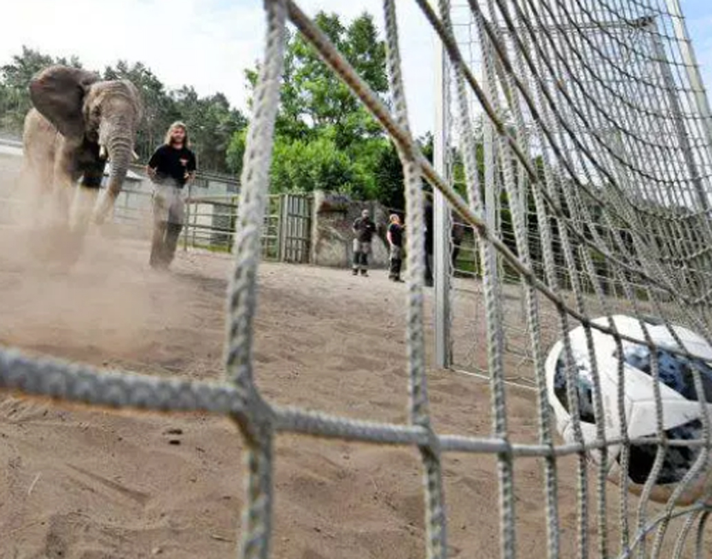 নেলি দ্য এলিফ্যান্ট: নেলি জার্মান হাতি। ২০১০ বিশ্বকাপ, ২০১২ ইউরো ও ২০১৩ চ্যাম্পিয়ন্স লিগ ফাইনালের সঠিক ভবিষ্যদ্বাণী করেছে নেলি। তার সামনে দু’দেশের পতাকা টাঙানো গোলপোস্ট রাখা থাকত। সে যে তিনকাঠিতে বল মারত, সেই দলই ম্যাচ জিতবে বলে ধরা হত। বহু ক্ষেত্রে মিলে গিয়েছিল নেলির ভবিষ্যদ্বাণী।