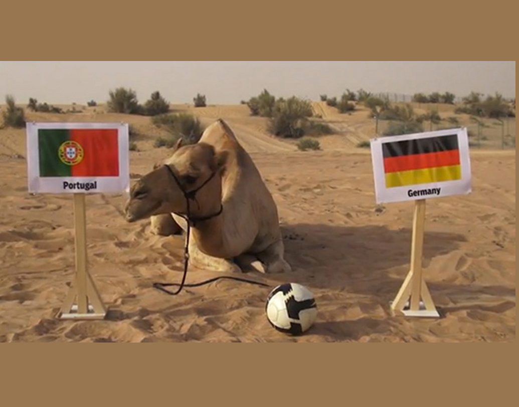 শাহীন দ্য ক্যামেল: ২০১৪ সালের বিশ্বকাপের আগে খবরের শিরোনামে উঠে এসেছিল শাহীন। সে ছিল দুবাইয়ের একটি উট। দু’টি কাঠের পোস্টে দু’দেশের পতাকা লাগানো থাকত। একটিতে কামড় দিয়ে কে জিতবে তা বুঝিয়ে দিত শাহীন। গত বারের পর এ বারের বিশ্বকাপের প্রথম ম্যাচেও রাশিয়া জিতবে বলে আগাম বলেছিল শাহীন। 