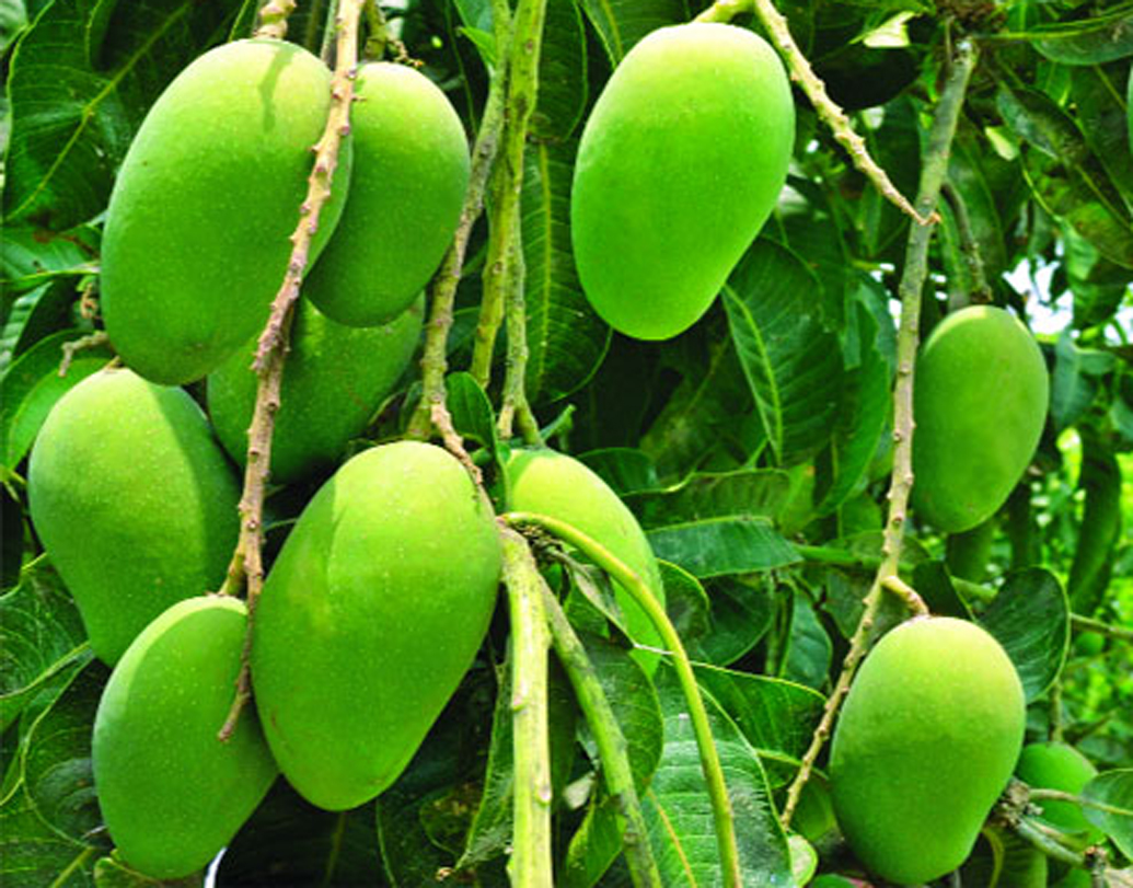 mangoes History behind different mangoes name dgtl Anandabazar