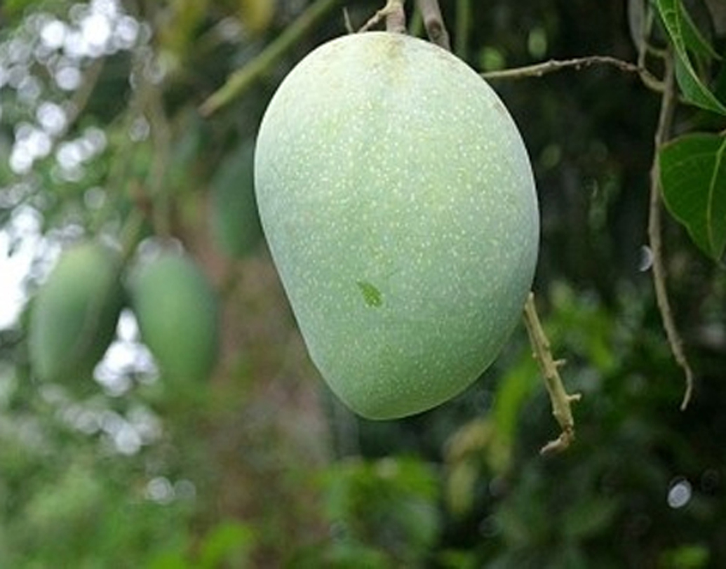 mangoes History behind different mangoes name dgtl Anandabazar