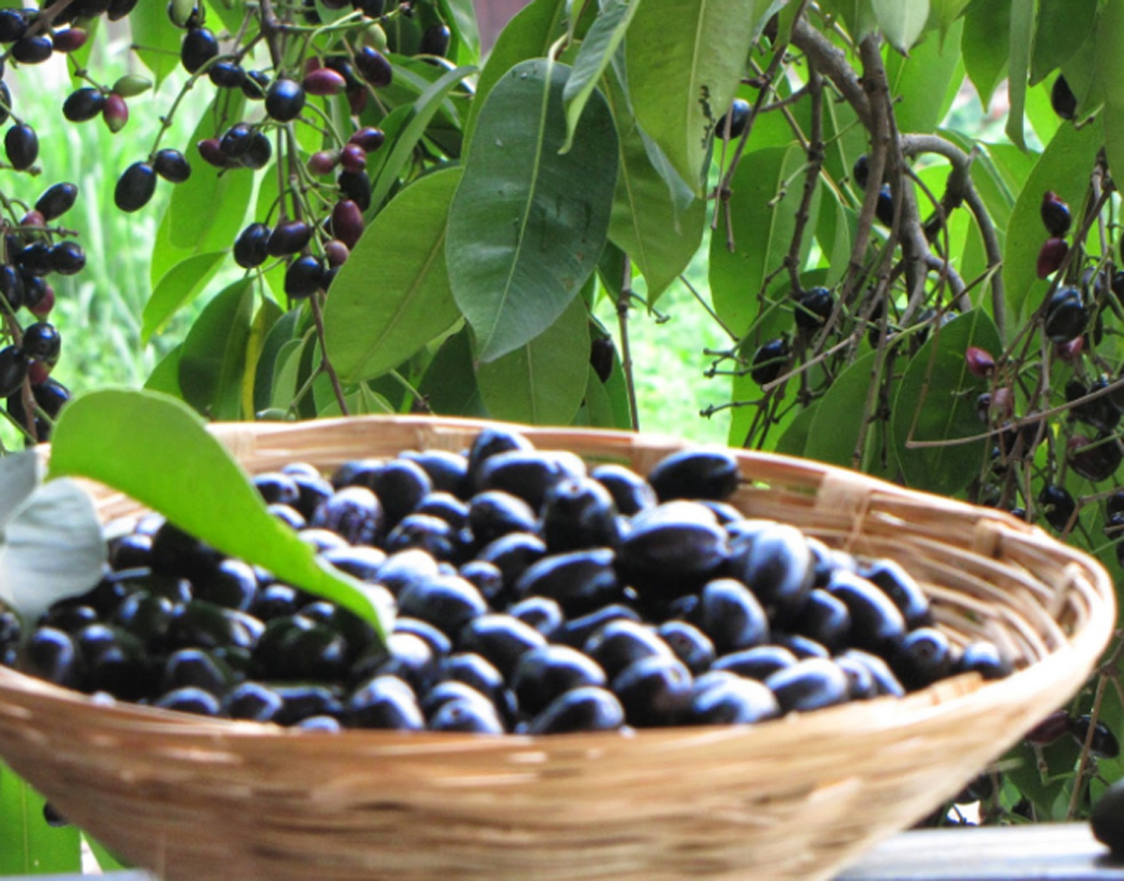 ডায়াবিটিকদের জন্য আদর্শ সুপারফু়ড হল জাম। নিয়মিত জাম খেলে হজমশক্তির পাশাপাশি ইনসুলিনের অ্যাক্টিভিটিও বাড়িয়ে দেয়। আয়ুর্বেদ অনুযায়ী, জামের বীজ গুঁড়ো উচ্চ রক্তচাপ নিয়ন্ত্রণে রাখতেও সাহায্য করে।