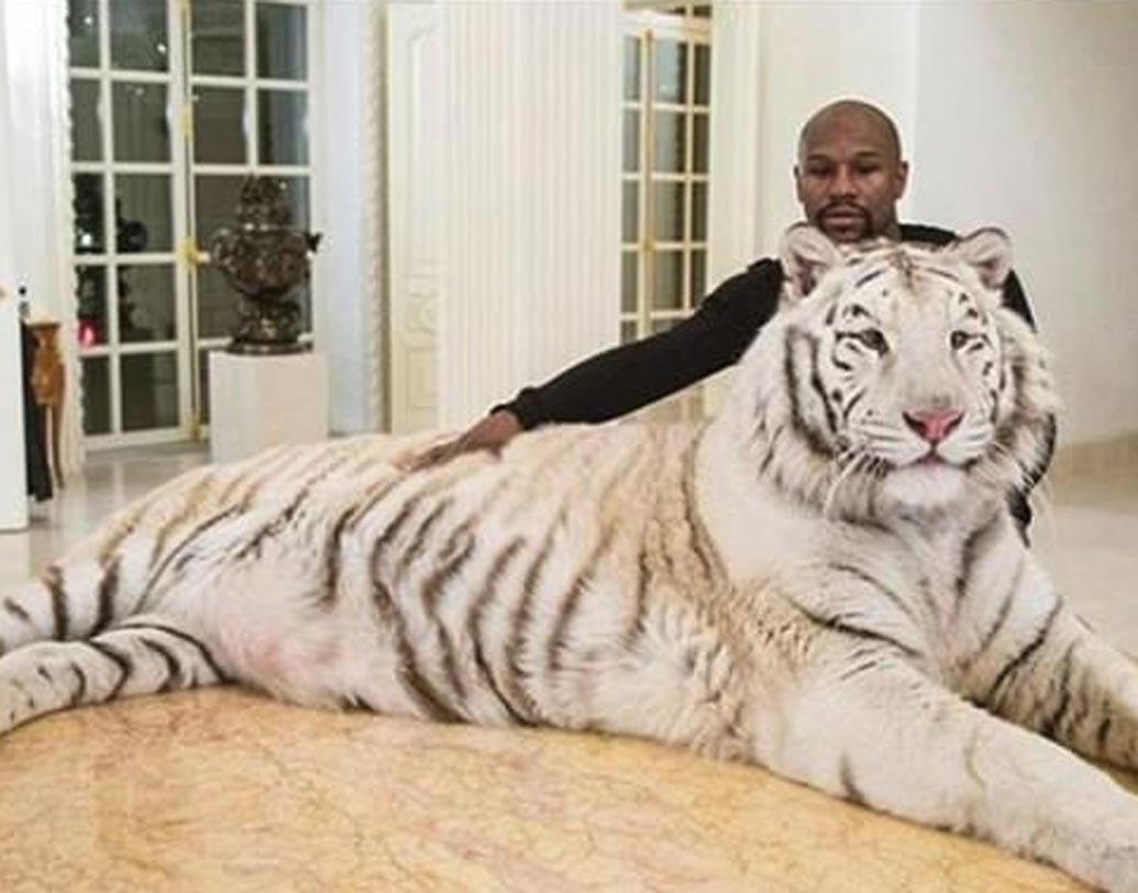 মাইক টাইসন: বক্সিং রিং-এ তাঁর বজ্র মুষ্টির সামনে অসহায় দেখাত প্রতিপক্ষকে। রিং থেকে বিদায় নিলেও জনপ্রিয়তায় এতটুকু ভাটা পড়েনি এই মার্কিন বক্সারের। বক্সিংয়ের পাশাপাশি মাইক ভালবাসেন পশুপাখি। তাঁর সংগ্রহে রয়েছে দু’টি ভারতীয় সাদা বাঘ, দাম দেড় লক্ষ মার্কিন ডলার (ভারতীয় টাকায় এক কোটির কাছাকাছি)।