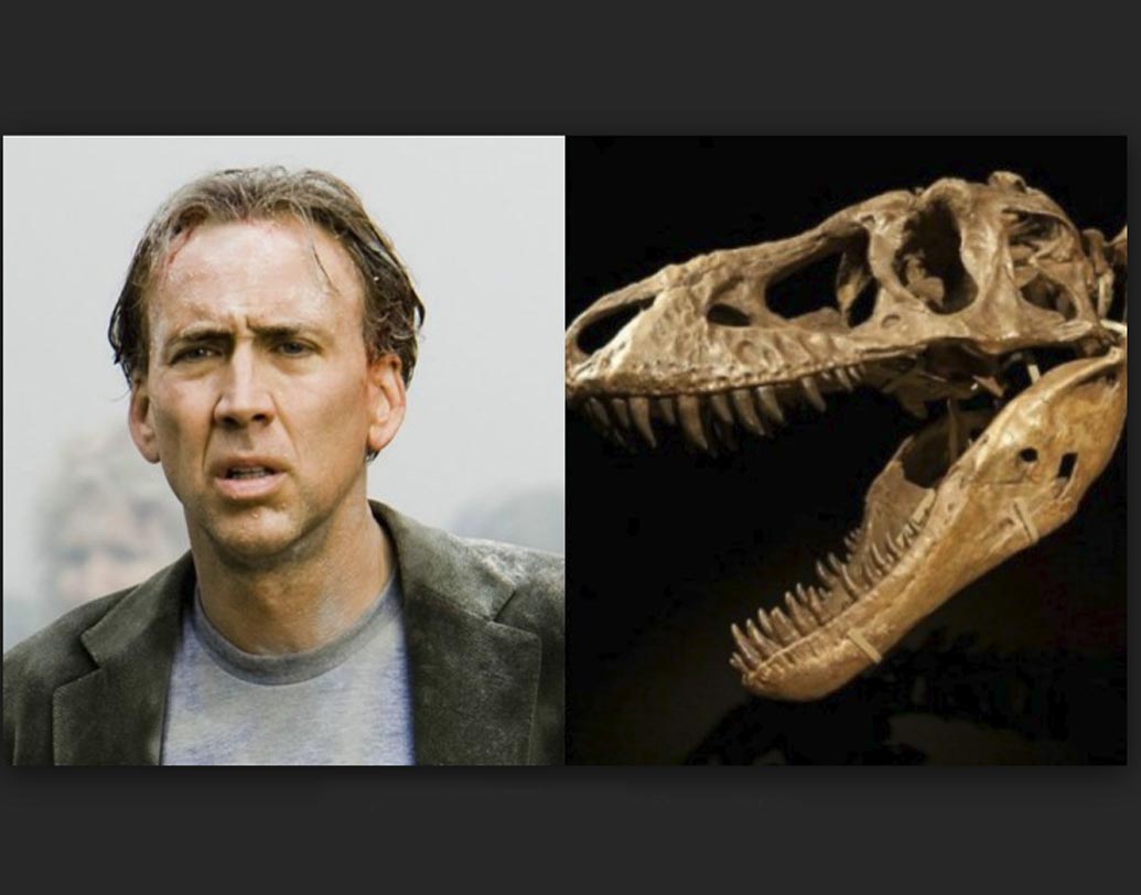 নিকোলাস কেজ: জুরাসিক যুগের সায়েন্স ফিকশন ছবি দেখতে কে না পছন্দ করে? তাই বলে ঘর সাজানোর জন্য ডাইনোসরের খুলি! প্রায় ২ কোটি টাকা খসিয়ে এমনই একটি খুলি কিনে ফেলেছেন অভিনেতা নিকোলাস কেজ।