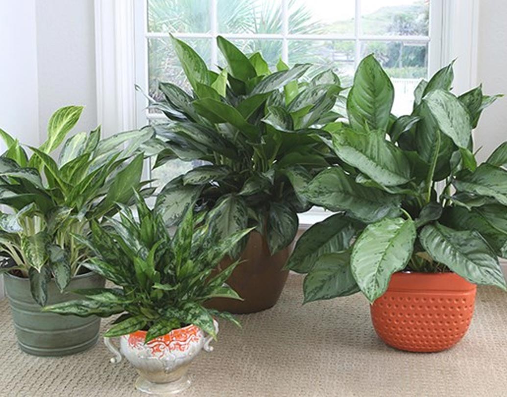 চাইনিজ এভারগ্রিন- নাম থেকেই বোঝা যাচ্ছে যে এটির উৎপত্তি চিনে। সে দেশে এটি খুব জনপ্রিয়ও। বাতাসকে দূষণ মুক্ত করে, বাতাসকে বিভিন্ন ক্ষতিকারক পদার্থ মুক্ত করে। কিন্তু একে লালন পালনের জন্য খুব বেশী যত্নের প্রয়োজন হয় না। ছায়াতে ভাল থাকে এরা। তবে খেয়াল রাখতে হয় যেন টবের মাটি ভিজে থাকে।