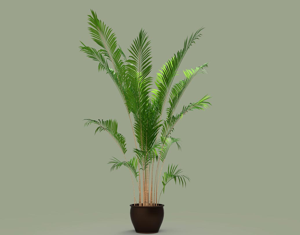 এরিকা পাম- বাতাসকে শুদ্ধ করার ব্যাপারে এই ইন্ডোর প্লান্টটির কথা যথেষ্ট গুরুত্ব রয়েছে। এটিকে প্রকৃতি যেন বিশেষ ভাবে তৈরিই করেছে বাতাস পরিশুদ্ধ করার জন্য। এটি বসার ঘরে রাখার পক্ষে একেবারে আদর্শ একটি গাছ। অল্প আলো এবং মাঝে মধ্যে জল দেওয়া ছাড়া বিশেষ যত্নের দরকার পড়ে না।