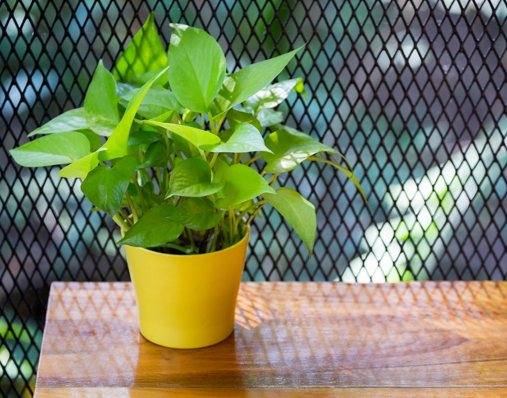 মানি প্ল্যান্ট- এটি বাংলার ঘরে ঘরে পরিচিত একটি নাম। তবে সেটা এর কার্যকারিতা সম্পর্কে যতটা, তাঁর থেকেও বেশী এর নামের জন্য। এর বাতাস শোধনের ক্ষমতাকে স্বীকৃতি দিয়েছে নাসাও। আলো পড়ে না, এমন যে কোনও ঘরে একে রাখা যেতে পারে। সপ্তাহে একবার জল দিলেই যথেষ্ট।