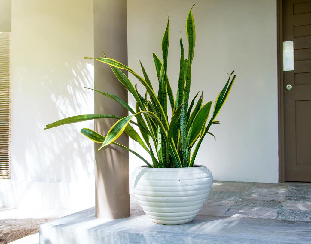 স্নেক প্লান্ট- এই গাছটিও বাতাসে অক্সিজেন যোগ করে বিভিন্ন দূষিত পদার্থ দূর করে। এর আরও বিশেষত্ব হল, এটি রাতেও ক্রমাগত বাতাসে অক্সিজেনের যোগান দিয়ে যায়। বদ্ধ ঘরের ক্ষেত্রে এটি একটি আদর্শ গাছ। একে রাখার সবচেয়ে ভাল জায়গা হল শোওয়ার ঘর। জানালার অল্প আলো এবং সপ্তাহে একদিন জল, এদের বেঁচে থাকার জন্য প্রয়োজন হয়।