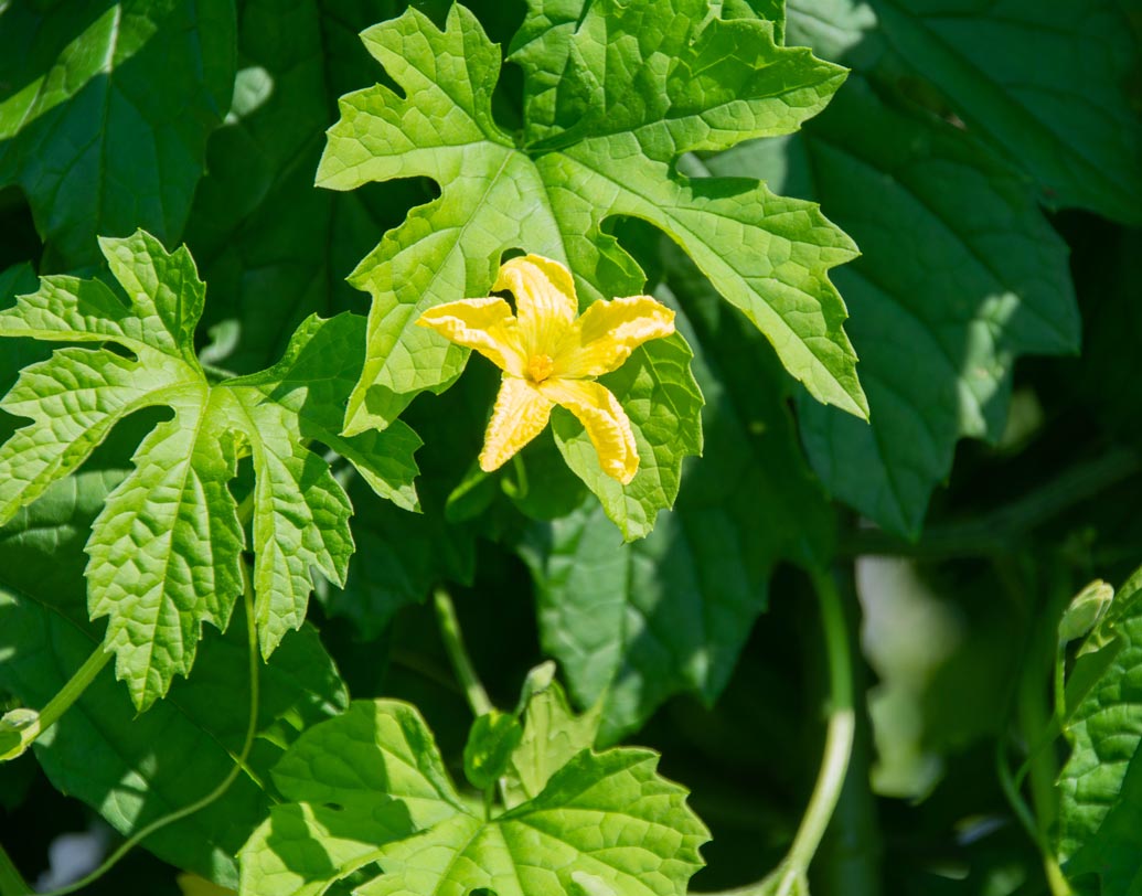 করলার টুকরো ছাড়াও করলা পাতা দিয়েও একই ভাবে এই চা বানানো যায়।