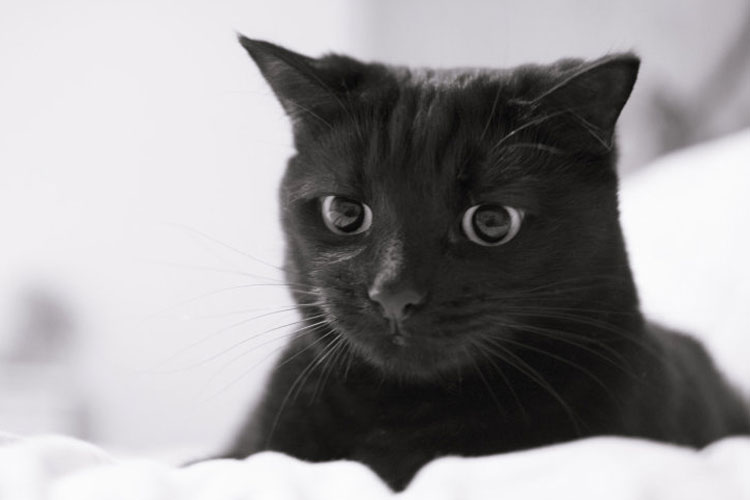 Know your future according to some animals characteristics dgtl