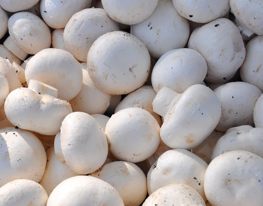 মাশরুম: মাশরুম পছন্দ করেন? তা হলে ভুঁড়ি কমানোর দাওয়াই আপনার হাতের মুঠোয়। মাশরুম রক্তে চিনির পরিমাণ নিয়ন্ত্রণে রাখে। এ ছাড়া এটি প্রোটিনে ঠাসা। শরীরের মেটাবলিজম বাড়িয়ে চর্বি জমা রোধ করতে পারে সহজেই। ছবি: পিক্সঅ্যাবে।