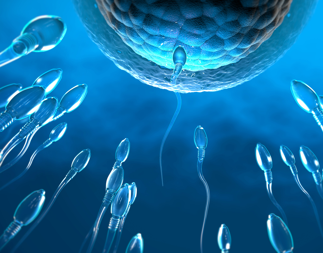 ছোট টিউমারের আকারে দেখতে সিস্টগুলো তরল বা অর্ধতরল উপাদানে ভর্তি। চিকিৎসক সুবর্ণ গোস্বামীর মতে, দু’টি ঋতুচক্রের মাঝে একটি ডিম্বাণু এসে হাজির হয় জরায়ুতে। কিন্তু সিস্ট থাকলে সেই ডিম্বাণু অসম্পূর্ণ অবস্থায় থাকে ও ডিম্বাশয় ছাড়িয়ে জরায়ুর দিকে এগোতেই পারে না। তাই শুক্রাণু এসেও খুঁজে পায় না ডিম্বাণুকে। ছবি: পিক্সঅ্যাবে।