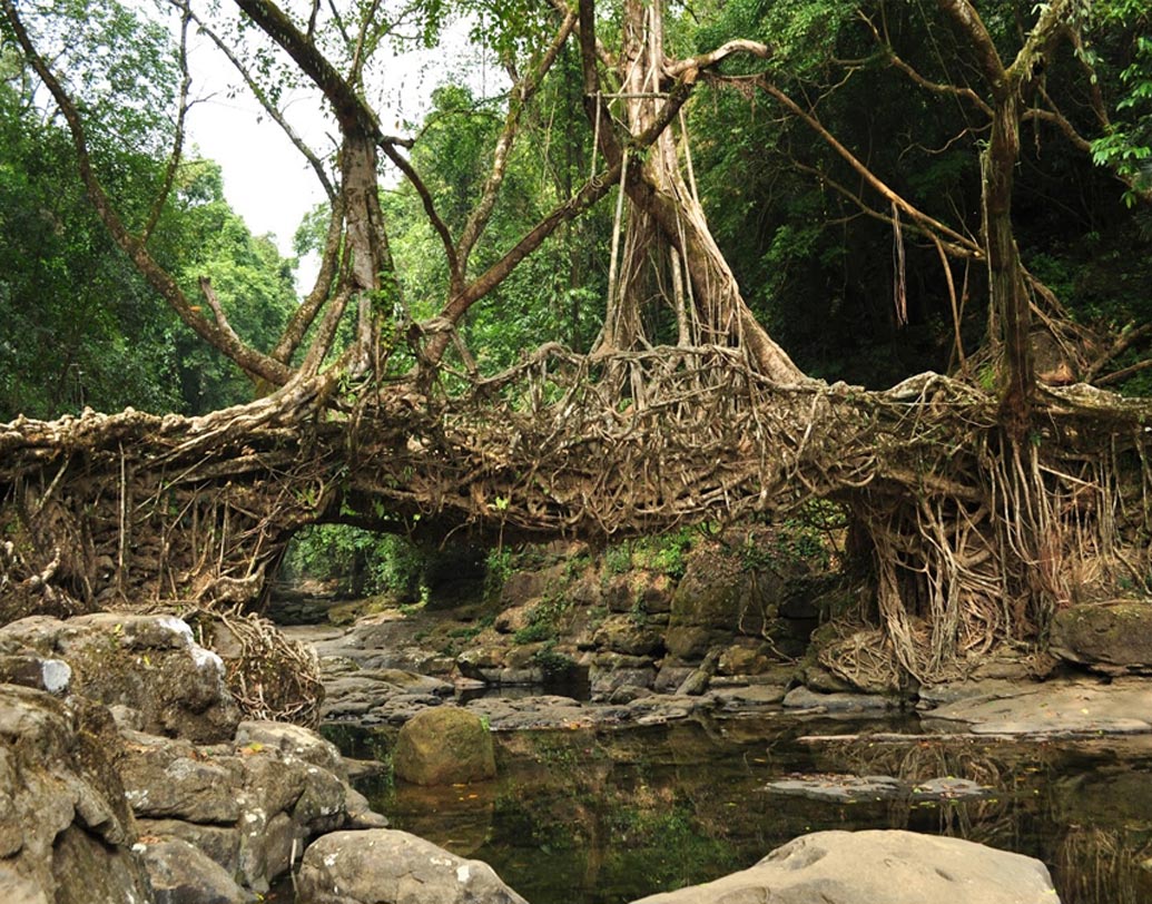 খাসি উপজাতির মানুষরা লক্ষ্য করেছিলেন, ফাইকাস ইলাস্টিকা নামে বিশেষ প্রজাতির রাবার গাছের প্রধান শিকড়গুলি মাটির নীচে থাকলেও বয়সের সঙ্গে সঙ্গে শিকড়ের শাখা-প্রশাখাগুলি আড়াআড়ি ভাবে মাটির উপরে বেড়ে ওঠে।