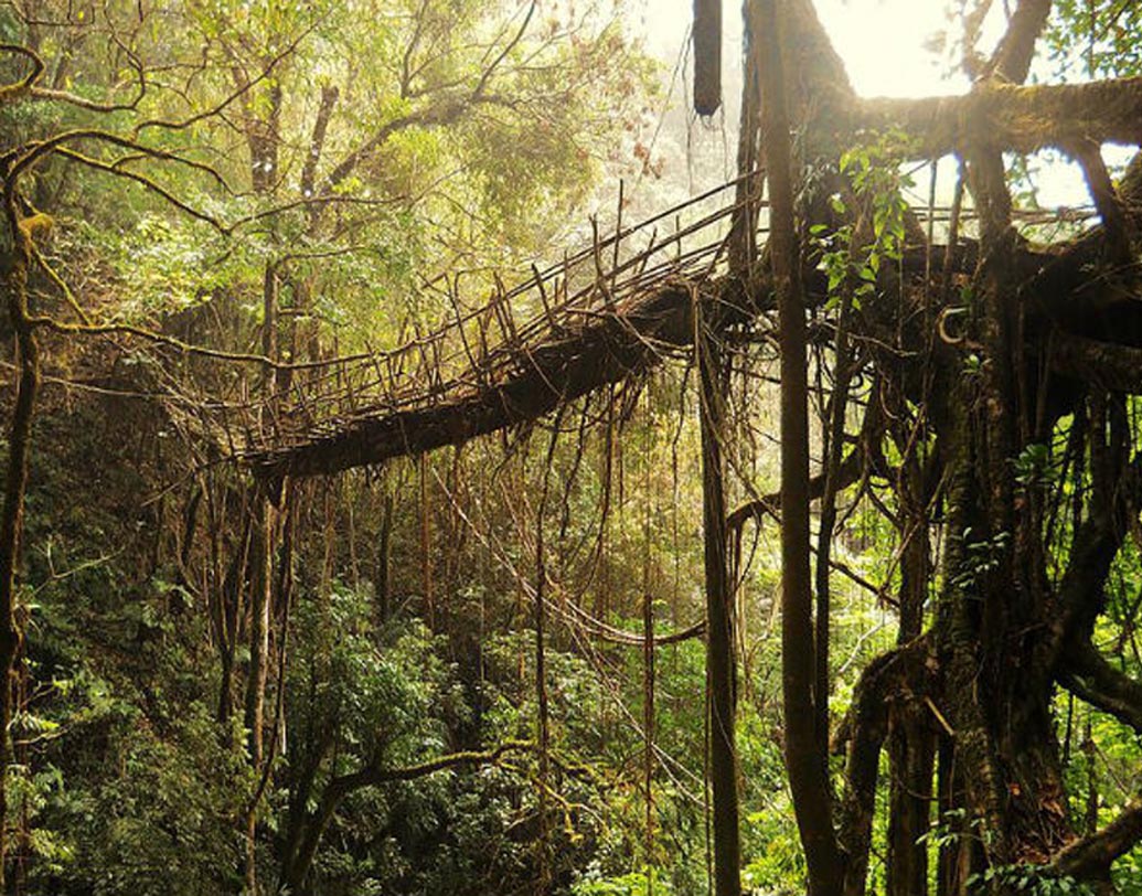 নদীর এক প্রান্ত থেকে এগিয়ে শিকড় নদীর অপর পাড়ে পৌঁছয় নিজে থেকেই। ফাঁপা কাণ্ডকে ছাপিয়ে মাটি স্পর্শ করে বাড়তে থাকে। মাটিতে শিকড় গেঁথে গেলে ফাঁপা সুপারি কাণ্ডটি সরিয়ে নেওয়া হয়।