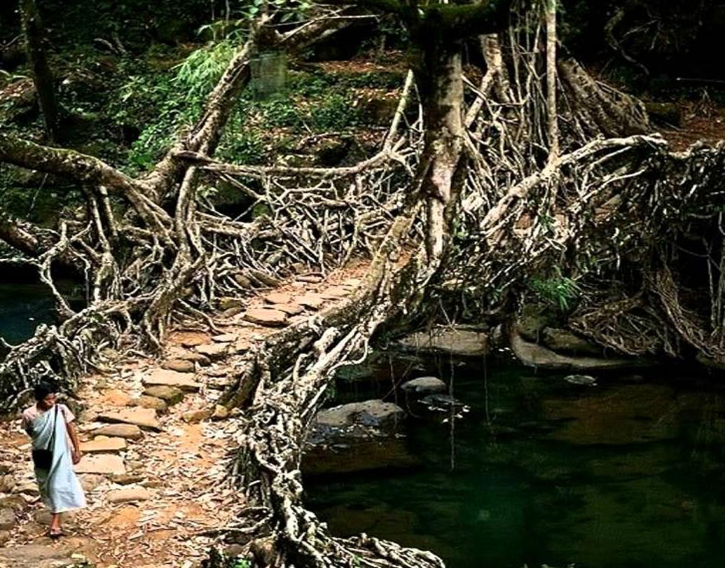 একাধিক শিকড় নদীর পাড়ে গেঁথে তৈরি হয় প্রাকৃতিক সেতু। শিকড়ের নতুন শাখা-প্রশাখা দখল করে পুরনো ক্ষয়ে যাওয়া শিকড়ের অংশ। ফলে সেতু হয় আরও মজবুত। গোটা প্রক্রিয়াটি সম্পূর্ণ করতে বছর কুড়ি সময় নেয় প্রকৃতি। যাতায়াতের সুবিধার জন্য পাথর ও বোল্ডার ফেলে তা শক্তপোক্ত করে নেন গ্রামবাসীরাই।