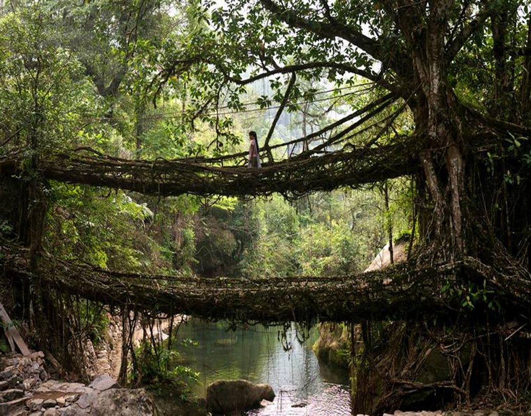 তবে শুধু সিঙ্গল ডেকার নয়, চেরাপুঞ্জিতেও রয়েছে বিস্ময়কর ‘লিভিং রুট’ সেতু। এবং এটি ডবল ডেকার। জৈবপ্রযুক্তির এই সেতুটিও বহু প্রাচীন।