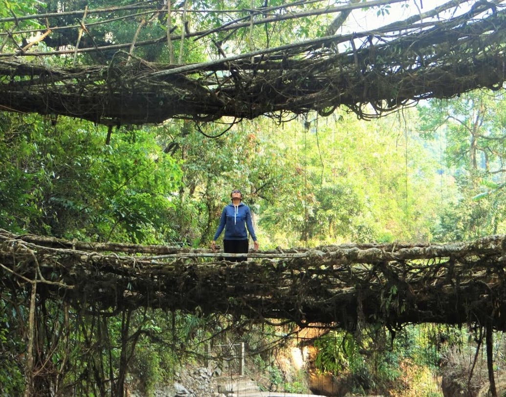 চেরাপুঞ্জির ত্যারণা গ্রাম থেকে ৩ কিলোমিটার দূরত্বে সিঁড়িপথে হেঁটে ২,৪০০ ফুট নীচে নেমে পৌঁছতে হবে উমশিয়াং নদীর ওপর তৈরি এই বিস্ময়কর ‘ডবল ডেকার’ সেতুতে। রাবার গাছের শিকড় পেঁচিয়ে এই সেতুটিরও সৃষ্টি।