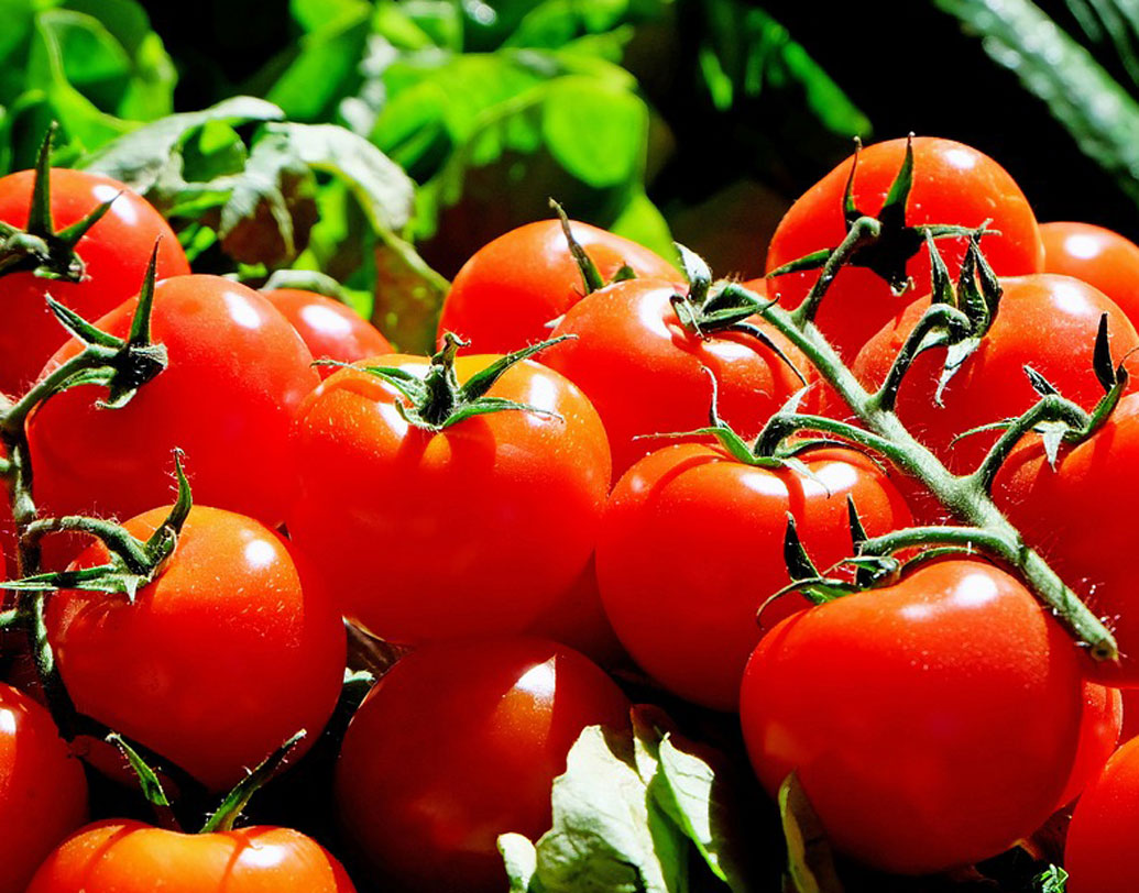 টম্যাটো: ভিতরের শাঁস বাইরে আনুন। তা শরীরের নানা অংশে লাগিয়ে মিনিট পনেরো রাখুন। টম্যাটো রোদে পোড়া দাগ কমাতে সাহায্য যেমন করে, তেমনই ঘাম আটকাতে এর ভূমিকা গুরুত্বপূর্ণ। ভাল ফল পেতে এক বালতি স্নানের জলে মেশান এক কাপ টম্যাটোর রস। ছবি: পিক্সঅ্যাবে।