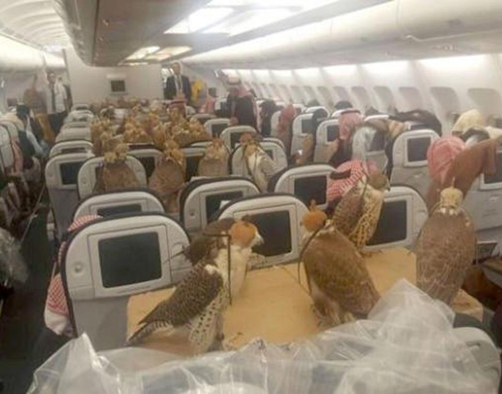 সৌদি আরবের এক যুবরাজ তাঁর পোষা ৮০টি বাজপাখি বহনের জন্য গোটা বিমান ভাড়া করেন। যাত্রীদের আসনে ডানা বেঁধে পাখিগুলোকে বসিয়ে রাখা হয়।