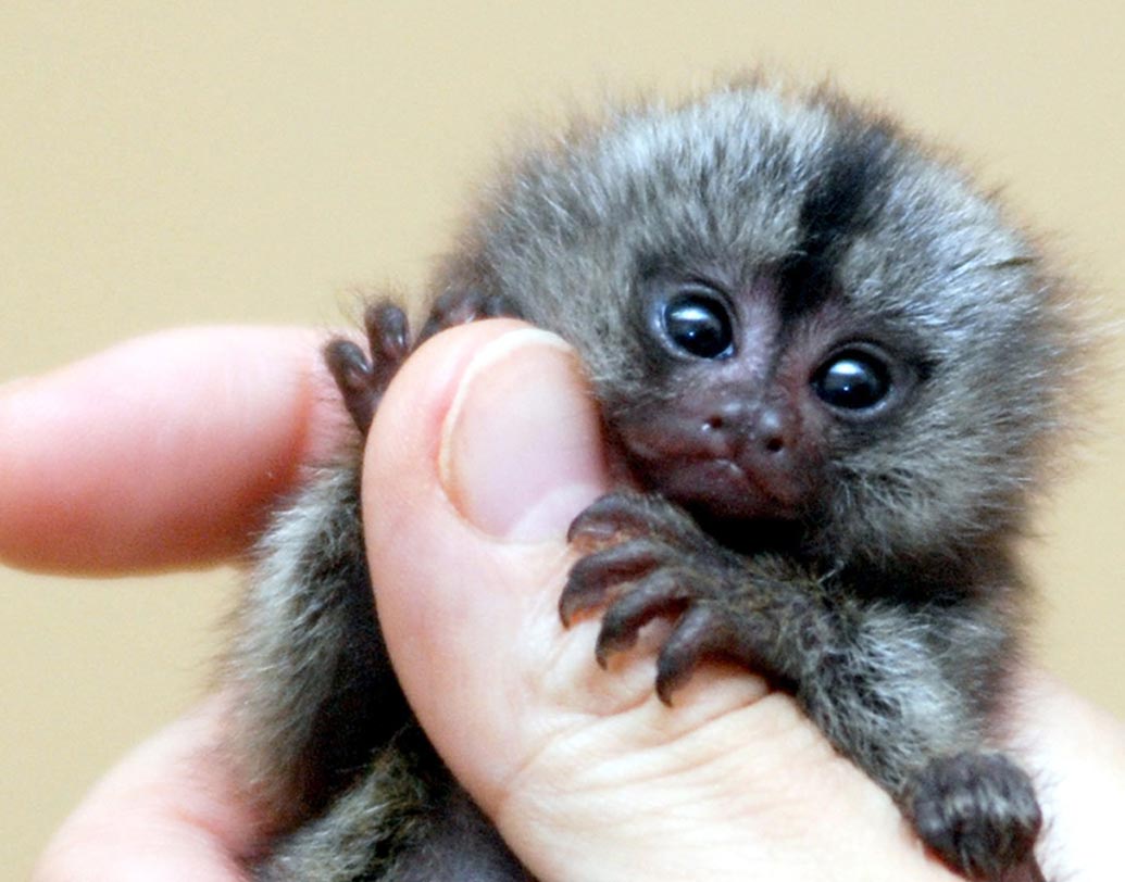 লাস ভেগাস থেকে ওহাইয়ো যাচ্ছিলেন এক ব্যক্তি। ছিল তাঁর পোষ্য মারমোসেট। নথিপত্রে সমস্যা থাকায় ২০১৬ সালে মারমোসেটটিকে ‘নো ফ্লাই’ তালিকায় রাখা হয়!