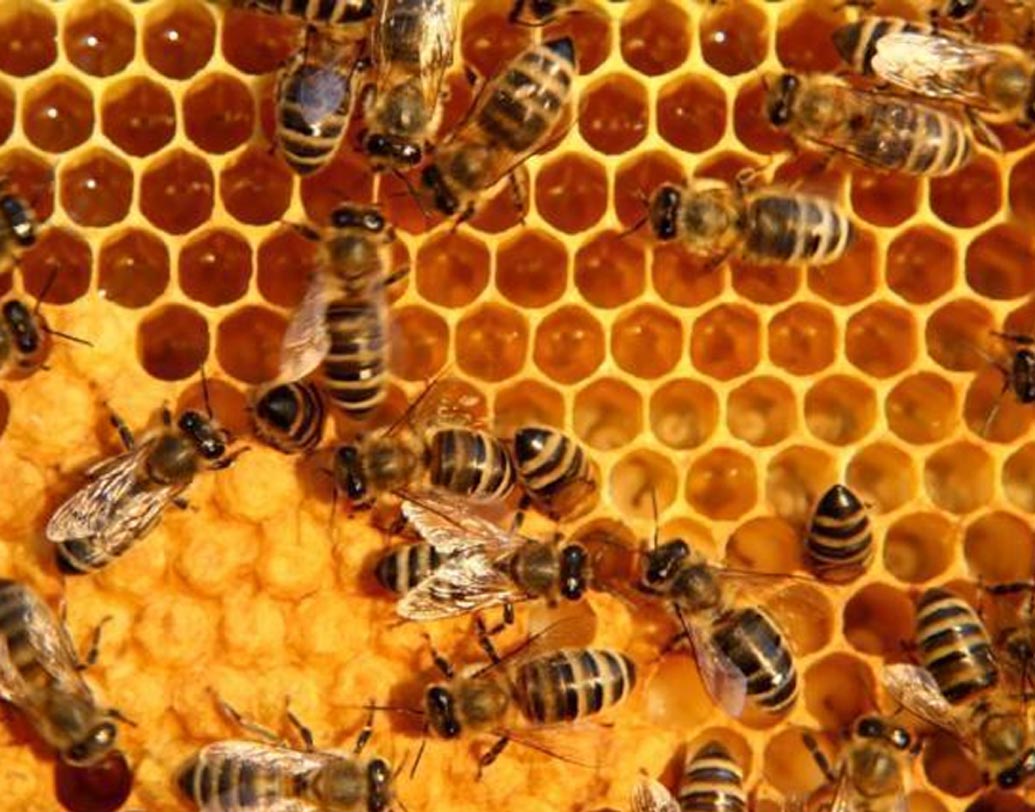 এক ঝাঁক মৌমাছি বাসা বেঁধেছিল বিমানে। ২০১৫ সালে ডালাস বিমানবন্দরে এই কারণে বিমান ছাড়তে দেরি হয় দু’ঘণ্টা। ‘বি-কিপার’ খুঁজতে সময় লাগবে তো!