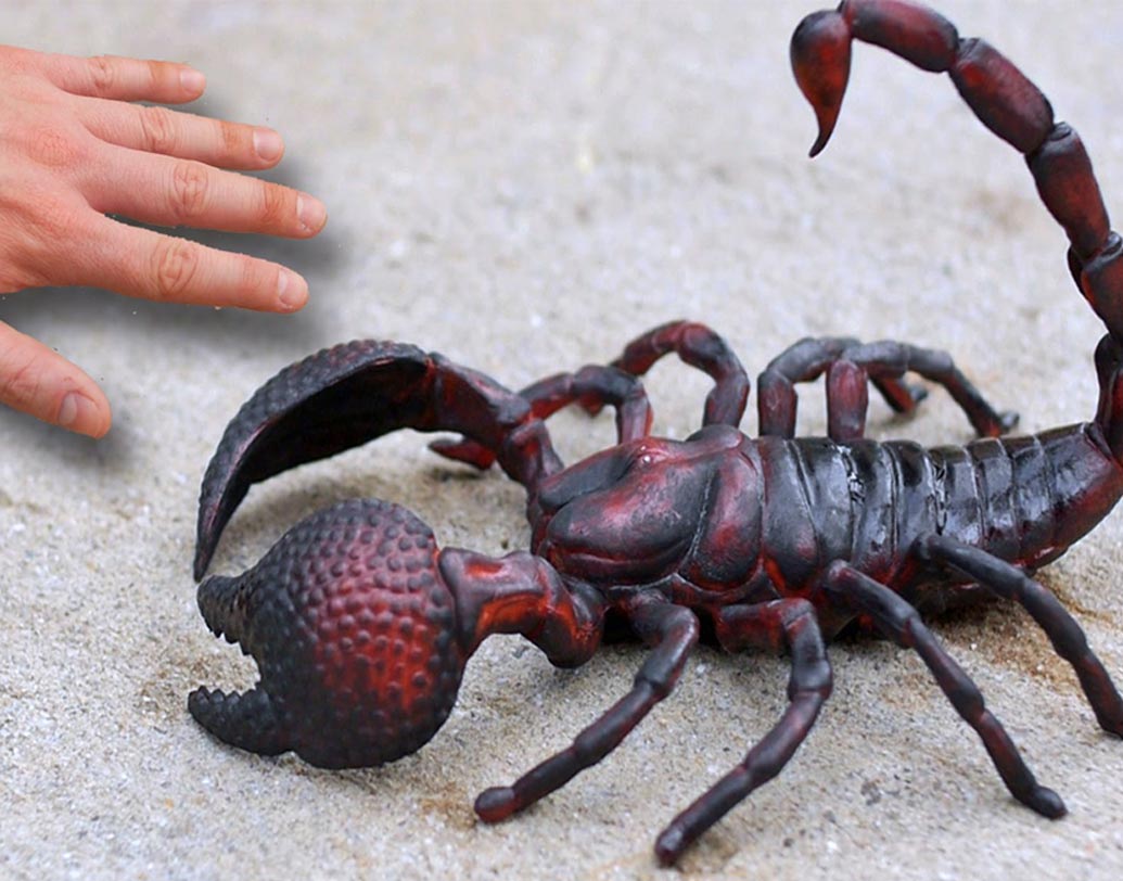 ২০১৫ সালে লস অ্যাঞ্জেলস থেকে পোর্টল্যান্ড যাওয়ার পথে এক যাত্রীকে কাঁকড়া বিছে কামড়ে দেয়। মার্কিন মুলুকের বিমানে যাতায়াতের সময় এরকম আরও কয়েক বার ঘটেছে।