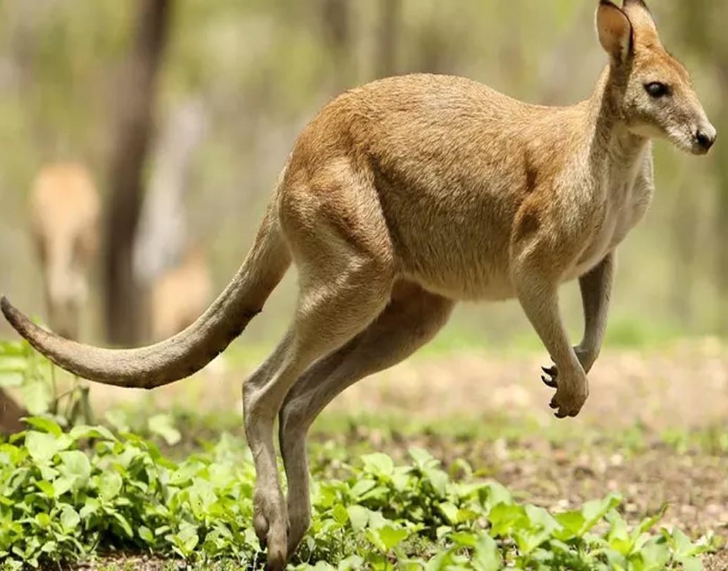 কমার্শিয়াল ডেল্টা ফ্লাইটে পাড়ি দিয়েছিল একটি টার্কি। ২০১৪ সালে আমেরিকান এয়ারলাইন্সের প্রথম শ্রেণির বিমানে চড়ে একটি ক্যাঙারুও! তবে কানেকটিকাটের বিমানে পোষ্য শূকর নিয়ে উঠতে দেওয়া হয়নি এক ব্যক্তিকে।