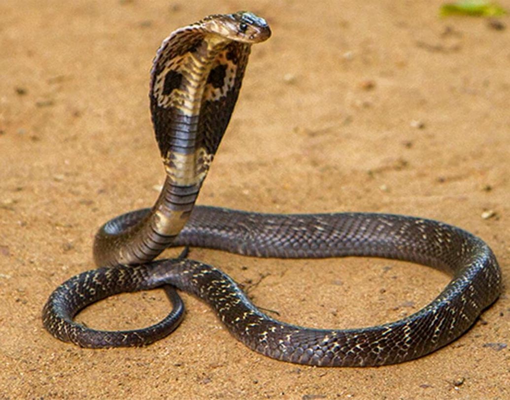 কায়রো থেকে ফেরার পথে হাতব্যাগে একটি কিং কোবরা নিয়ে ফিরছিলেন জর্ডনের ব্যবসায়ী। ব্যাগ থেকে বেরিয়ে বিমানের আসনের নীচে লাফ মারে কোবরাটি। হুলুস্থুল কাণ্ড! জরুরি অবতরণ করে বিমান, বলাই বাহুল্য।