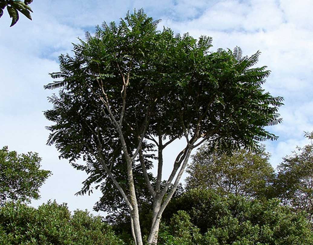 এ বার আসা যাক কাঠের কথায়। পেনসিলের জন্য মূলত সিডার গাছের কাঠ ব্যবহার করা হয়, এতে সুগন্ধ থাকে। এর আকারও সহজে বিকৃত হয় না।