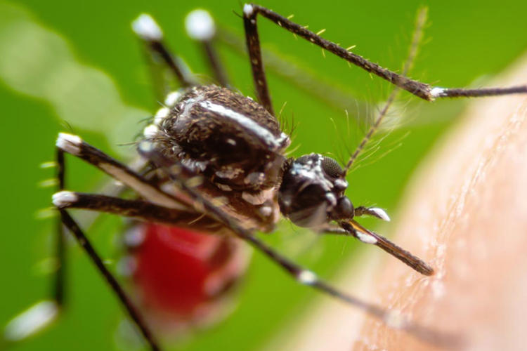 Dengue prevention campaign is stopped