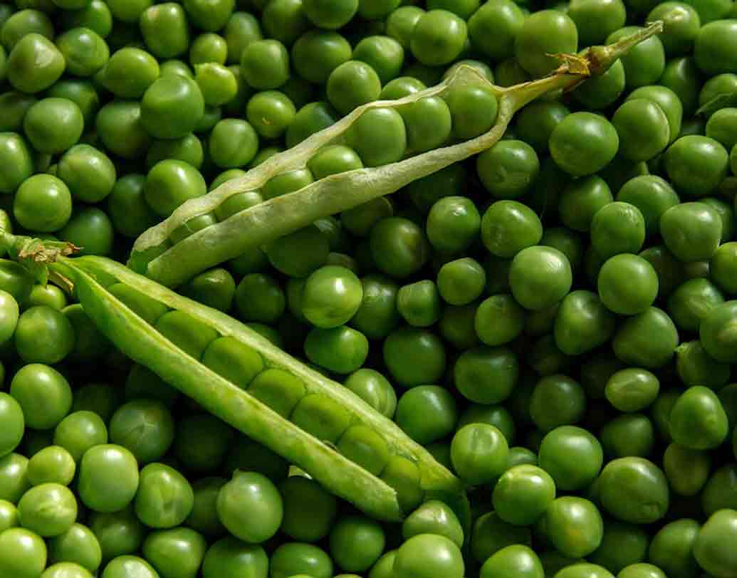 কড়াইশুঁটির দানায় আছে প্রচুর পরিমাণে ক্যালসিয়াম। যা তার হাড়ের পুষ্টিতে বিশেষ সহায়ক।সাধারণত, শীতের সবজি এটি, তাই শীতের নানা খাবারেই রাখুন কড়াইশুঁটির ছোঁয়া।এই দিয়েই বানিয়ে দিন শিশুর প্রিয় কোনও স্ন্যাক্স।  রোজের ভাতের মধ্যেও এই কড়াইশুঁটি যোগ করে আনতে পারেন খাবারে‌র নতুন স্বাদ।ছবি: পিক্সঅ্যাবে।