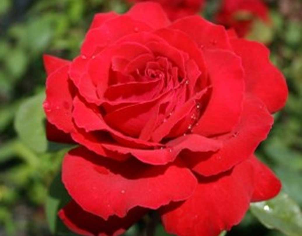 সম্মান প্রদর্শনের কারণে গোলাপের একটা বিশেষ জাতের নামকরণ করা হয়েছে ব্র্যাডম্যানের নামানুসারে। হাইব্রিড টি রোজ নামে এই প্রজাতিটি অনলাইনেও পাওয়া যায়।